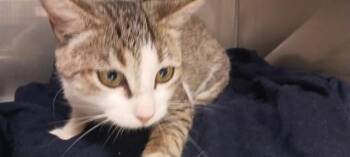 BUTTER -  Domestic Short Hair Cat for Adoption in Albuquerque, New Mexico - BUTTER | PetCurious
