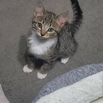 Faith Miller -  Domestic Short Hair Cat for Adoption in Tallahassee, Florida - Faith Miller | PetCurious