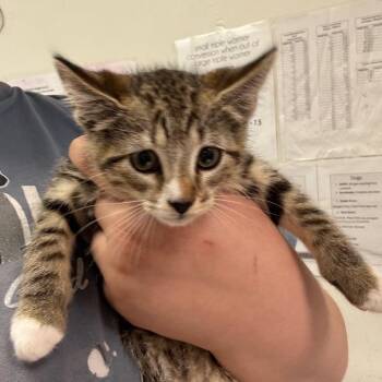 Macho Nacho -  Domestic Medium Hair Cat Available for Adoption in Charleston, West Virginia - Macho Nacho | PetCurious