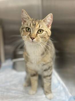 Domestic Short Hair Cats Available for Adoption in Calhoun, Kentucky - Marnie | PetCurious