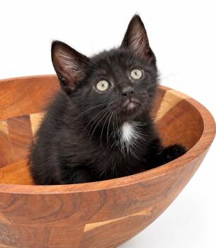 Banana is just a mini darling - Sweetest angel eyes -  Bombay Cat for Adoption in Bedford Hills, New York - Banana Is Just A Mini Darling - Sweetest Angel Eyes | PetCurious