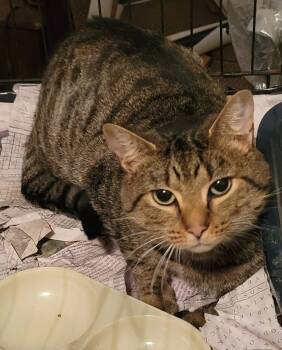 Rescue Domestic Short Hair Cats for Adoption in Lewis Center, Ohio - Sammy | PetCurious