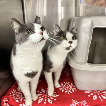 Rescue Domestic Short Hair Cats for Adoption in York, South Carolina - Gizmo & Flossie | PetCurious