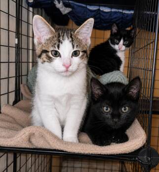 Baby and Midnight -  American Shorthair Cat for Adoption in Beach Park, Illinois - Baby And Midnight | PetCurious