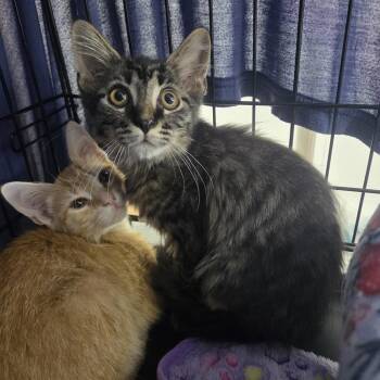 Ravioli -  Domestic Short Hair Cat for Adoption in Virginia Beach, Virginia - Ravioli | PetCurious