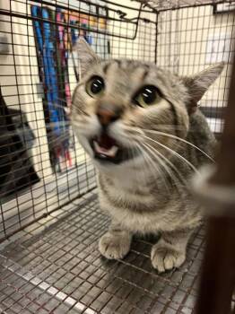 JAMES BROWN -  Domestic Short Hair Cat for Adoption in Long Beach, California - JAMES BROWN | PetCurious