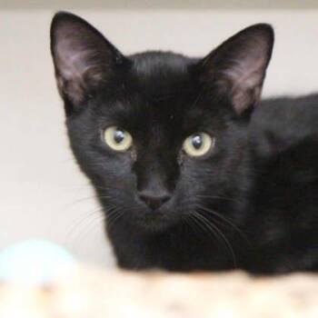 Ike -  Domestic Short Hair Cat for Adoption in Atlanta, Georgia - Ike | PetCurious
