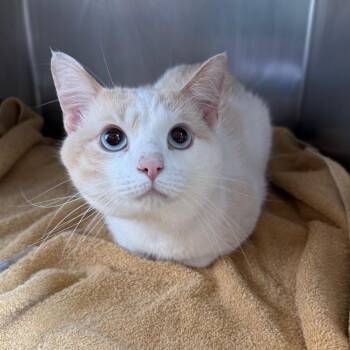 Albus -  Domestic Short Hair Cat for Adoption in Council Bluffs, Iowa - Albus | PetCurious