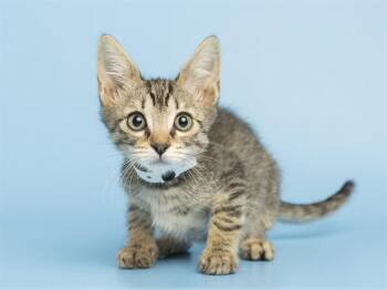 TITO -  Domestic Medium Hair Cat for Adoption in Phoenix, Arizona - TITO | PetCurious