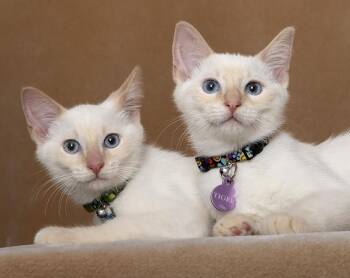 Dragon & Tiger -  Siamese Cat for Adoption in Chicago, Illinois - Dragon & Tiger | PetCurious