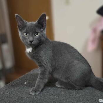 Rescue Domestic Short Hair Cats for Adoption in Stoughton, Wisconsin - 4WD | PetCurious