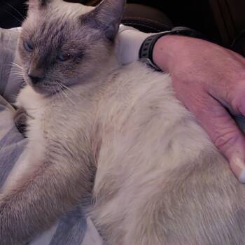 Sasha -  Siamese and Tonkinese Cat for Adoption in Scottsdale, Arizona - Sasha | PetCurious