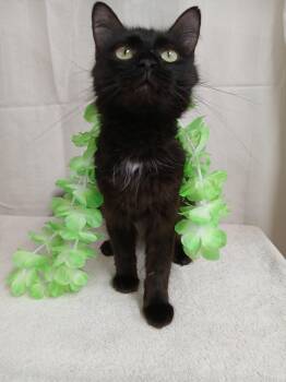 Jaxie *Available soon* -  Domestic Long Hair Cat for Adoption in Winton, North Carolina - Jaxie *Available Soon* | PetCurious