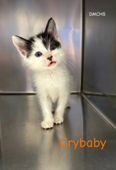 Crybaby -  Domestic Short Hair Cat for Adoption in Burlington, Iowa - Crybaby | PetCurious