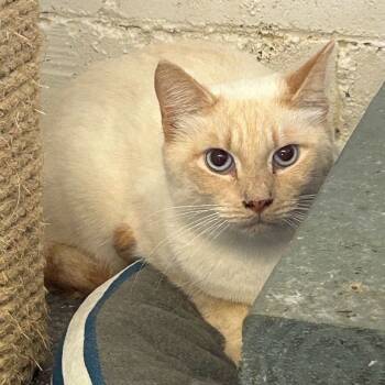 Rescue Siamese Cats for Adoption in Ontario, California - Jack | PetCurious