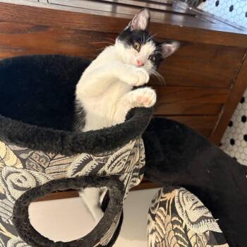 Nebula -  Tuxedo Cat for Adoption in Oberlin, Ohio - Nebula | PetCurious
