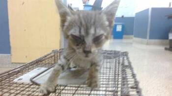 MINNIE -  Domestic Short Hair Cat for Adoption in Doral, Florida - MINNIE | PetCurious