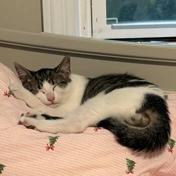 Clawd -  American Shorthair Cat for Adoption in Fayetteville, North Carolina - Clawd | PetCurious