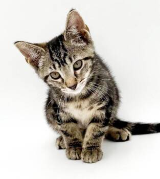 Garbanzo Bean is simply the greatest -  Bengal and Tabby Cat for Adoption in Bedford Hills, New York - Garbanzo Bean Is Simply The Greatest | PetCurious