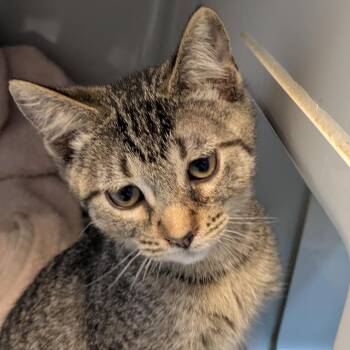 Candy Center Crunch -  Domestic Short Hair Cat for Adoption in Chicago, Illinois - Candy Center Crunch | PetCurious