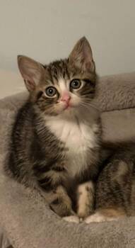 Domestic Short Hair Cats Available for Adoption in Milltown, New Jersey - Taffy | PetCurious