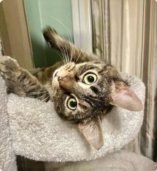 Domestic Short Hair Cats Available for Adoption in Springfield, Pennsylvania - Bambi | PetCurious