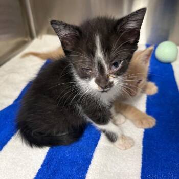 Beth -  Domestic Medium Hair Cat for Adoption in Lake Panasoffkee, Florida - Beth | PetCurious