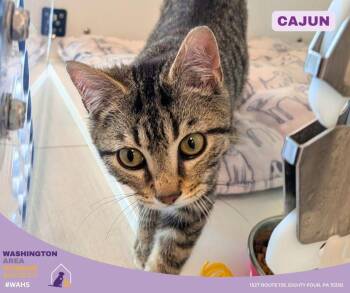 Domestic Short Hair Cats Available for Adoption in Eighty Four, Pennsylvania - Cajun | PetCurious