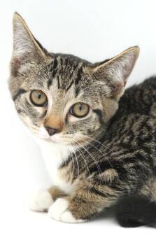 Silver Queen is surely the snuggiest snuggler - way prettier tha -  Bengal and Turkish Van Cat for Adoption in Bedford Hills, New York - Silver Queen Is Surely The Snuggiest Snuggler - Way Prettier Tha | PetCurious