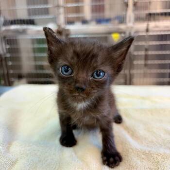 Pine #2195 -  Domestic Short Hair Cat for Adoption in Buffalo, New York - Pine #2195 | PetCurious