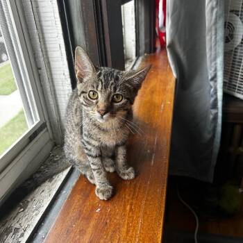 Egypt -  Domestic Short Hair Cat for Adoption in Chicago, Illinois - Egypt | PetCurious