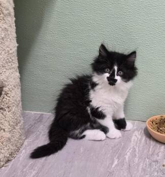 Grizzly -  Domestic Long Hair Cat for Adoption in Richmond, British Columbia - Grizzly | PetCurious