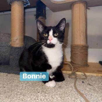 Rescue Domestic Short Hair Cats for Adoption in Inman, South Carolina - Bonnie | PetCurious
