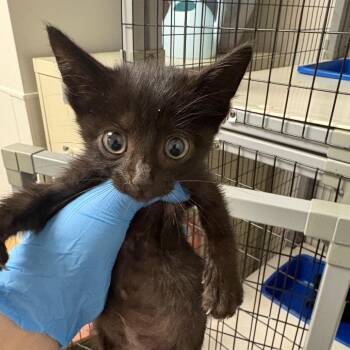 Aussie -  Domestic Short Hair Cat for Adoption in Columbiana, Alabama - Aussie | PetCurious