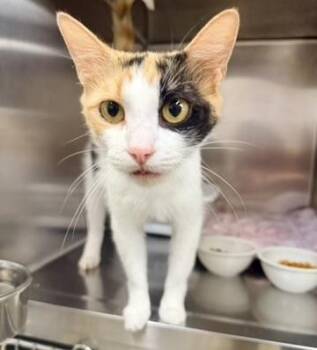 Marigold -  Domestic Short Hair Cat for Adoption in Petersburg, Virginia - Marigold | PetCurious