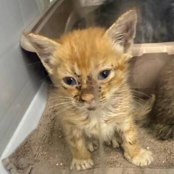 Brittle -  Domestic Short Hair Cat for Adoption in Lake Panasoffkee, Florida - Brittle | PetCurious
