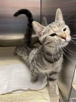 Torbie and Domestic Short Hair Cats Available for Adoption - Daisy | PetCurious