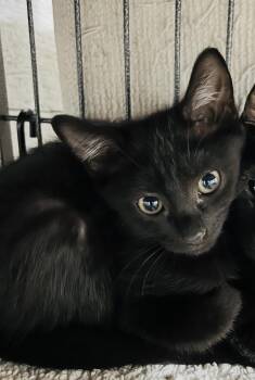 Jack -  Domestic Short Hair Cat for Adoption in Sneads Ferry, North Carolina - Jack | PetCurious