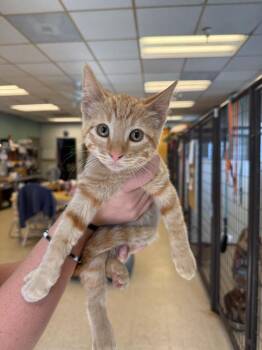 Baron -  Domestic Short Hair Cat for Adoption in Heber City, Utah - Baron | PetCurious