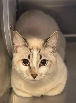 Sugar -  Domestic Short Hair Cat for Adoption in Columbia, Tennessee - Sugar | PetCurious