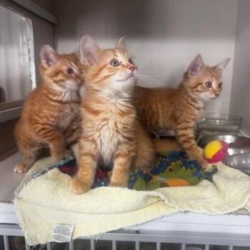 Greg and Garrick -  Domestic Short Hair Cat for Adoption in Hutchinson, Minnesota - Greg And Garrick | PetCurious