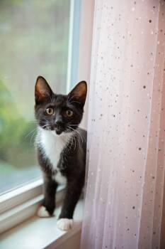 Pokemon Litter- Jolteon -  Domestic Short Hair Cat for Adoption in Seattle, Washington - Pokemon Litter- Jolteon | PetCurious