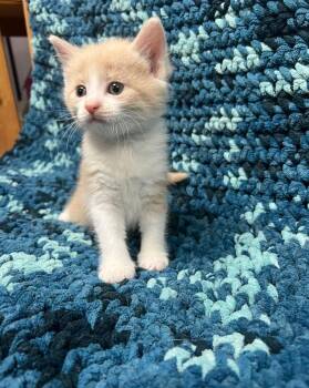 Domestic Short Hair Cats Available for Adoption in Avoca, Pennsylvania - Rowan | PetCurious