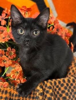 5/6/26 Tiny Tim -  Domestic Short Hair Cat for Adoption in Stillwater, Oklahoma - 5/6/26 Tiny Tim | PetCurious