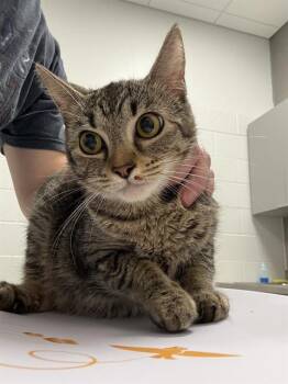 ROSE -  Domestic Short Hair Cat for Adoption in Indianapolis, Indiana - ROSE | PetCurious