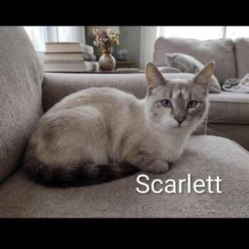Siamese and Dilute Calico Cats Available for Adoption in Wyandotte, Michigan - Scarlett | PetCurious
