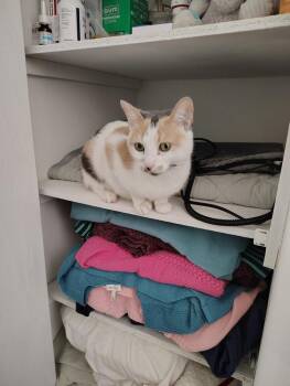 Love Heart -  Domestic Short Hair Cat for Adoption - Love Heart | PetCurious