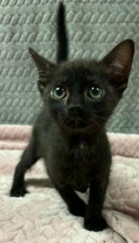 margaret -  Domestic Short Hair Cat for Adoption in Lampasas, Texas - Margaret | PetCurious