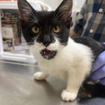 Oreo -  Domestic Short Hair Cat for Adoption in Clanton, Alabama - Oreo | PetCurious