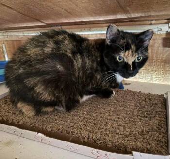 Trinity -  Domestic Short Hair Cat for Adoption in Coatesville, Pennsylvania - Trinity | PetCurious